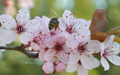 Bújócska (méh, szilvafa virága)