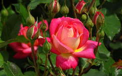 rózsa bimbó nyári virág címlapfotó