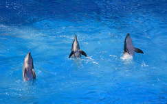 delfinek,Sea World,San Diego,USA