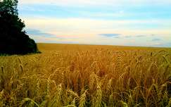 kalász gabonaföld nyár