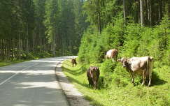 Legelésző tehenek a Triglav Nemzeti Parkban, Szlovénia