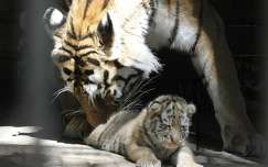 Tigrisek Nyíregyházán
Fotó: Facebook oldal