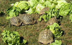 Salátázó teknősök
