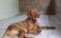 Magyar vizsla