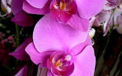 Orchidea lila2
