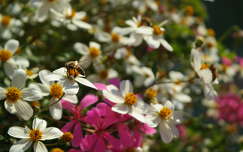 nyári virág méh rovar