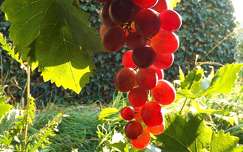ősz fény szőlő gyümölcs