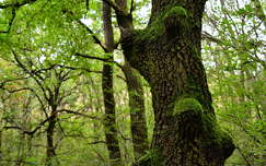 fa erdő moha