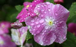 rózsameténg vízcsepp nyári virág meténg