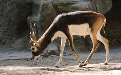 Indiai antilop