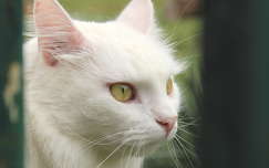 Fehér macska