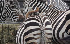 Zebrák az Állatkertben