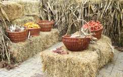 ősz címlapfotó termény kukorica