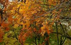 ősz fa