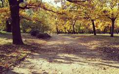 ősz fa út árnyék