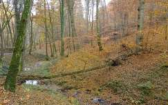 ősz patak erdő