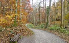 út címlapfotó pad ősz erdő