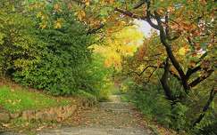 ősz út