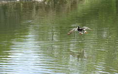 vizimadár kacsa
