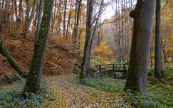út címlapfotó ősz híd erdő