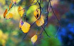 címlapfotó pókháló ősz levél színes