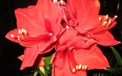 amarilis