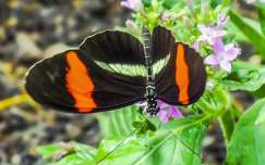 Lepke