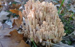 Korallgomba