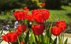 Virágzó tulipánok