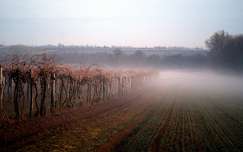 szőlőültetvény út köd