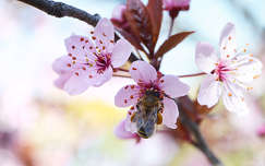 Tavaszváró (méh, tavasz, szilvafa, virág)