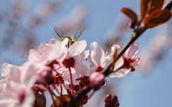 Bújócska (méh, tavasz, cseresznyefa)