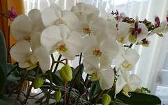 orchidea címlapfotó trópusi virág