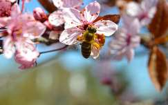 Méh, szilvafa, tavasz, tettenérés, makró