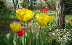 tulipán,tavasz,tavaszivirág