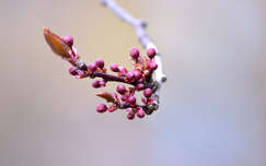 A tavasz első jele (tavasz, rügy, virágzás, cseresznyefa)