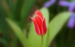 tulipán tavassza