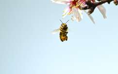 Portré (morcos méh, mandulafa, virágzás, tavasz)