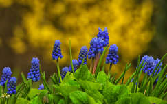 tavasz tavaszi virág címlapfotó fürtösgyöngyike