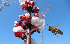 címlapfotó rovar tavasz virágzó fa méh