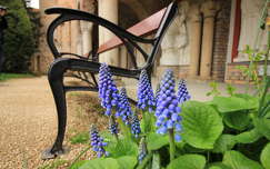 bory vár pad tavaszi virág tavasz székesfehérvár fürtösgyöngyike magyarország
