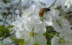 cseresznyefa virágon méhecsre