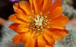 Narancssárga virágú kaktusz