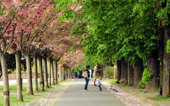 út budapest tavasz magyarország virágzó fa fasor
