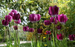 Fűvészkert, tulipán