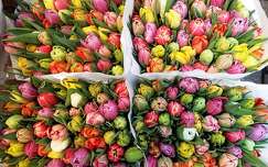 Hollandia, Amszterdam, úszó virágpiac, tulipáncsokrok 2016. április