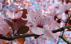 címlapfotó virágzó fa
