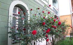 miskolc magyarország rózsa
