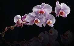 Orchidea vízcsepp montázs