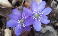 nemes májvirág tavaszi virág címlapfotó vadvirág